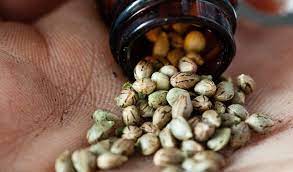 Top Summer 2025 Marijuana Strains