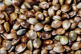 Top 10 Cannabis Strains in Texas 2025 pack of 20 marijuana seeds