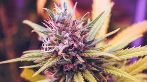 Worlds Best Marijuana Seed Strain Multi Pack 40 seed pack