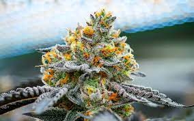Top 6 des variétés de marijuana relaxantes de 2024 pack de 12 graines