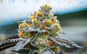 Top 6 Relaxing Marijuana Strains of 2024 pack of 12 seeds
