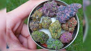 Top 10 Beginner Cannabis Seed Strains 10 seed pack