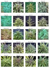 Best 30 Cannabis Strains of 2025 60 seed pack