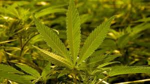 Top 5 Party Cannabis Strains for 2025 pack of 10 marijuana seeds