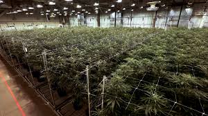 2025 Top 10 New York Cannabis Strains 20 Marijuana Seeds Pack
