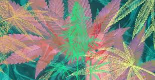 2024 Top 10 des variétés de graines de cannabis rappeur Paquet de graines de marijuana de 20 graines