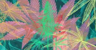 2024 Top 10 Rapper Cannabis Seed Strains Marijuana Seed pack of 20 Seeds