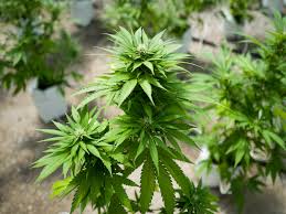 Top 5 des nouvelles variétés de cannabis de 2024 pack de 10 graines de marijuana