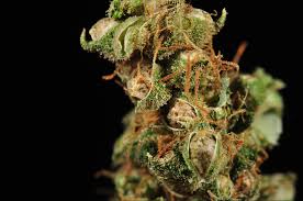5 California Strongest Strains of 2024 Marijuana Seed  pack of 10 seeds