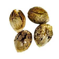 Top 7 Highest THC Strains of 2025 pack of 14 Marijuana Seeds