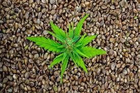 Erythroxylum coca 5 pack coca seeds bolivian – MomSeedBank