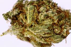 $100 OG marijuana single seed