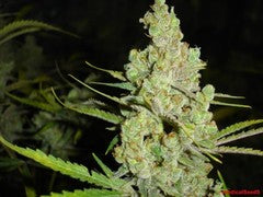 1024 graine unique de marijuana