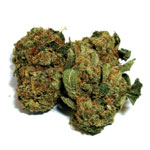 17th st kush single seeds