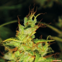 2046 cannabis single seed