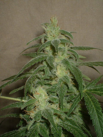 3D Dank Dairy Certified seeds