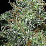 3D marijuana seeds