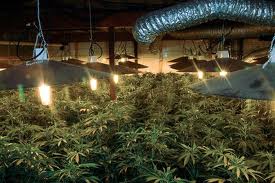 5 0 clock shadow seeds