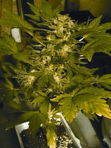 60 Day Wonder marijuana seeds
