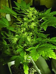 60 Day wonder seeds