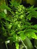 60 Day Wonder single cannabis seed