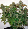 8 Ball Kush marijuana seed