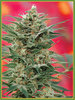 8 Miles High marijuana single seeds