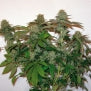 8 Ball Kush pot seeds