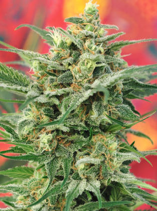 8 miles high marijuana seeds