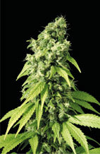 Northern Lights #9