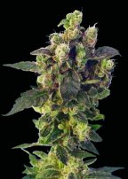 A-1 Haze