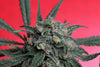 A-train marijuana single seed