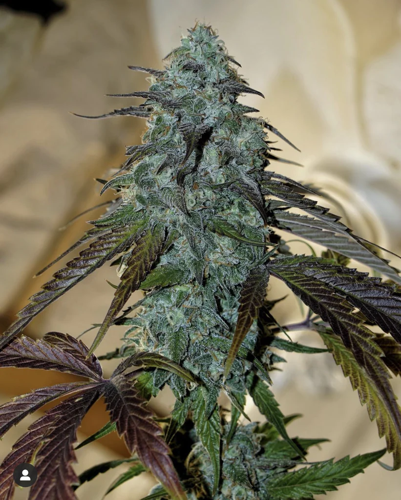 Gems. marijuana seed 10 pack