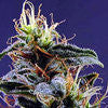 Ac diesel two single marijuana seed