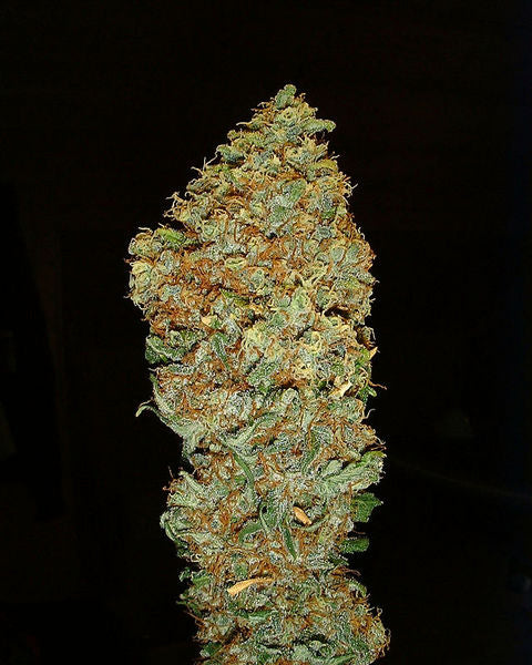 Adhd marijuana medical seeds