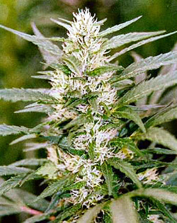 Graines de marijuana Maizal Gord