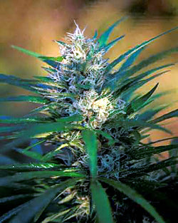 Astur Mexica seeds