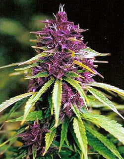 Graines d'Estrella Malva