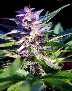 Graines de marijuana Temp Norte