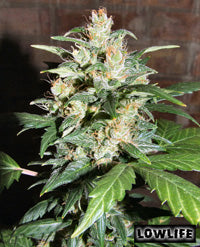 Automatic Blueberry F1 x AK47