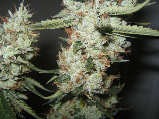 Abusive OG marijuana seeds