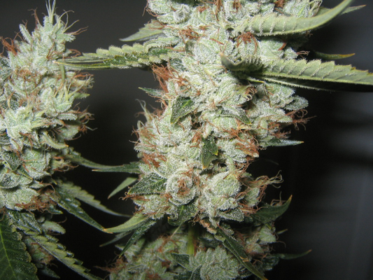 Abusive OG marijuana seeds