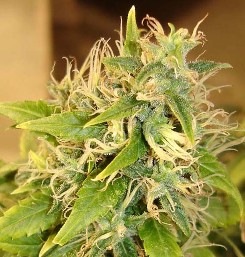 Acapulco Gold marijuana seeds