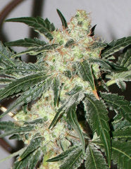 Acid marijuana single seeds