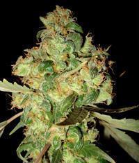 Afghan Kush Ryder Seeds