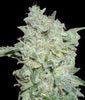 Afghan Kush Special marijuana seeds