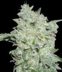 Afghan Kush Special seeds
