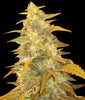 Afghan Kush single seed