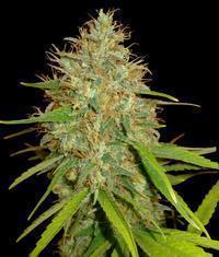 Afghan Kush x Skunk seeds