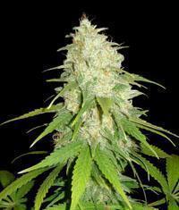 Afghan Kush x White widow single seeds